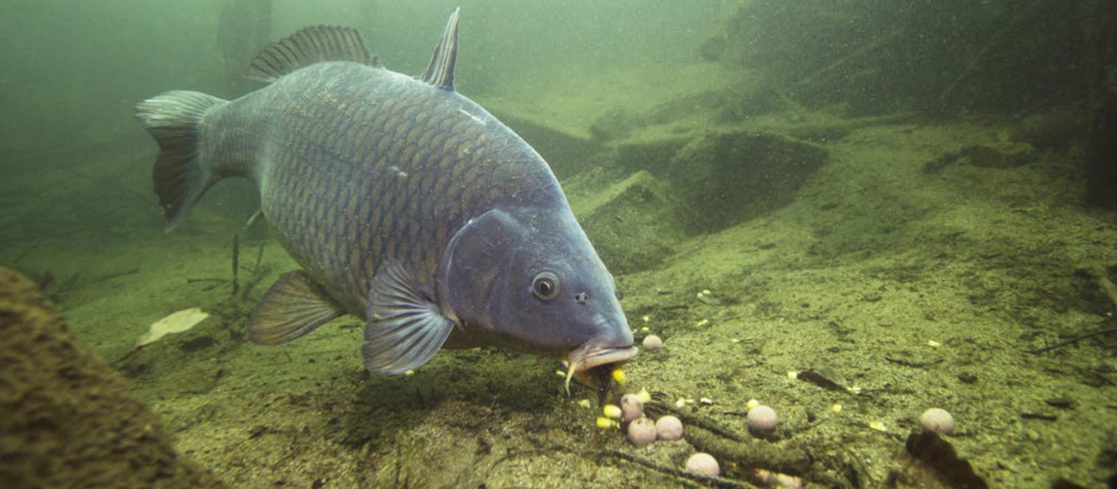 Karpfenplatz unter Wasser