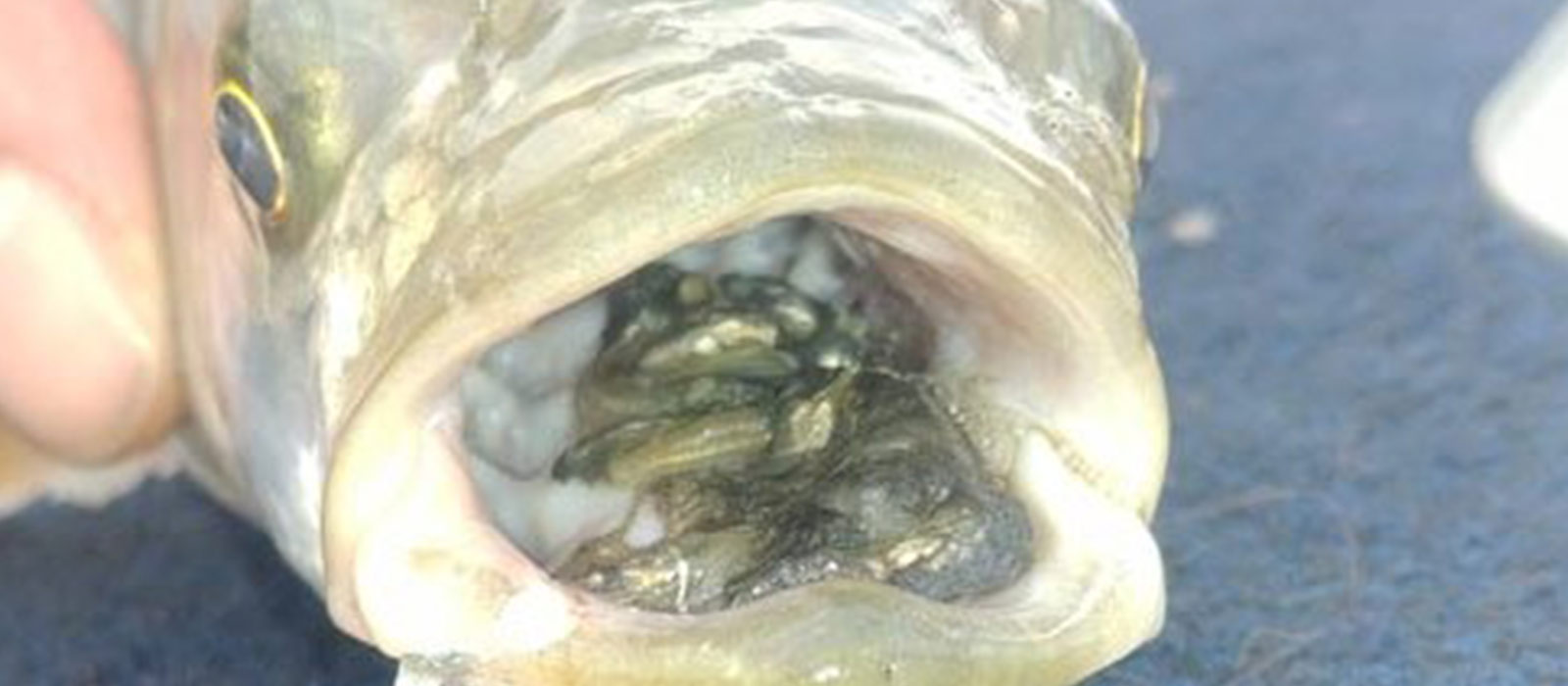 Rapfen mit Beutefischen