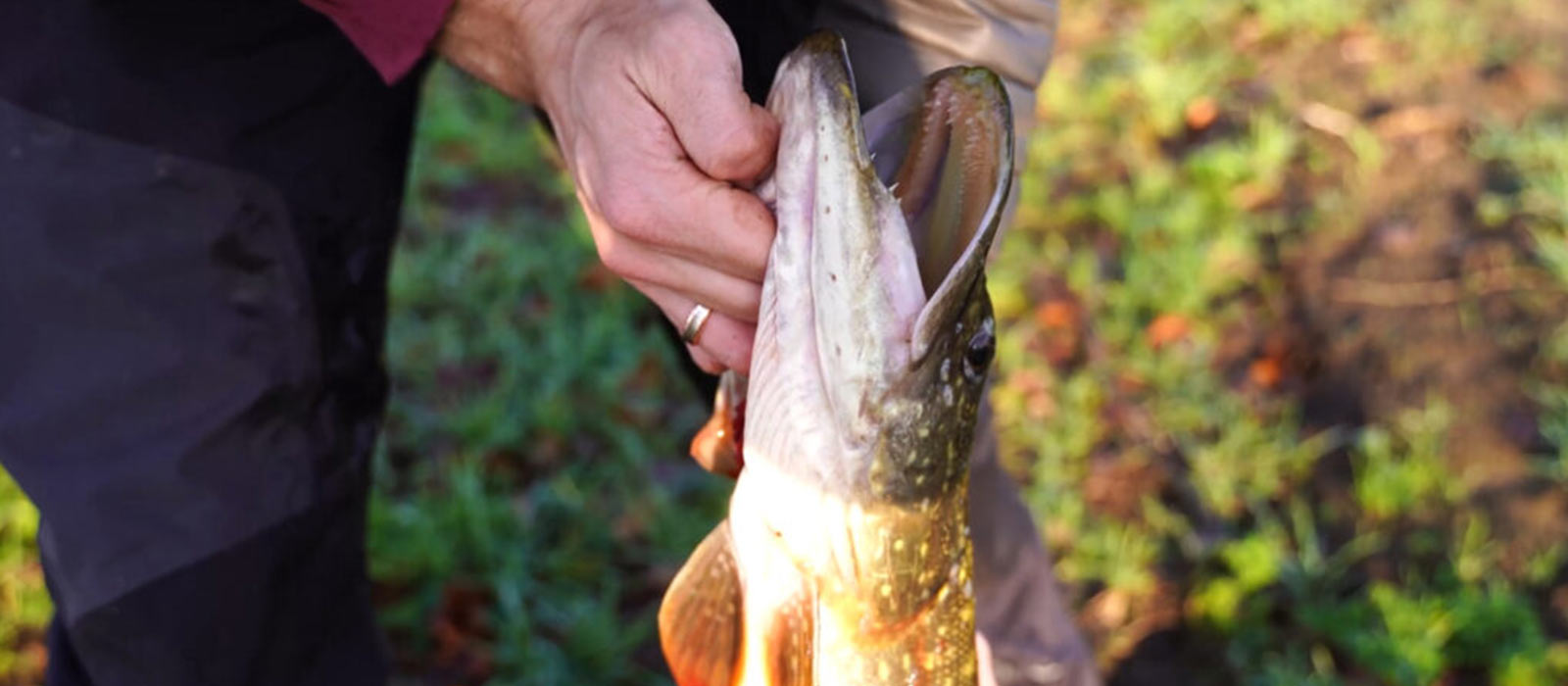 Kiemengriff beim Hecht