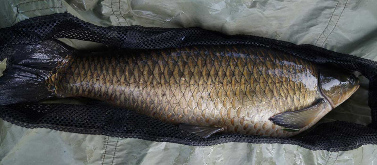 Karpfen in Weighsling