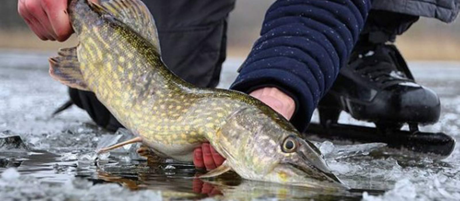 Eisangeln Hecht Fang