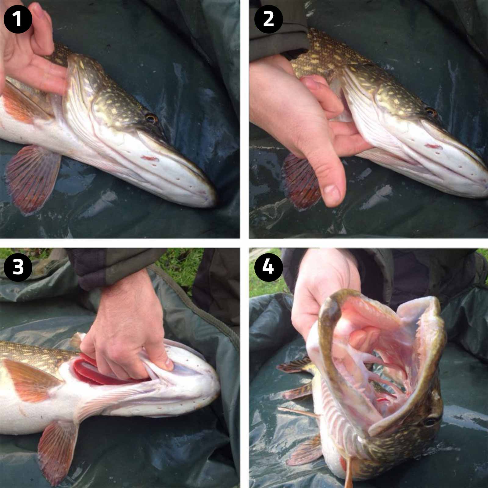 Kiemengriff in 4 Schritten