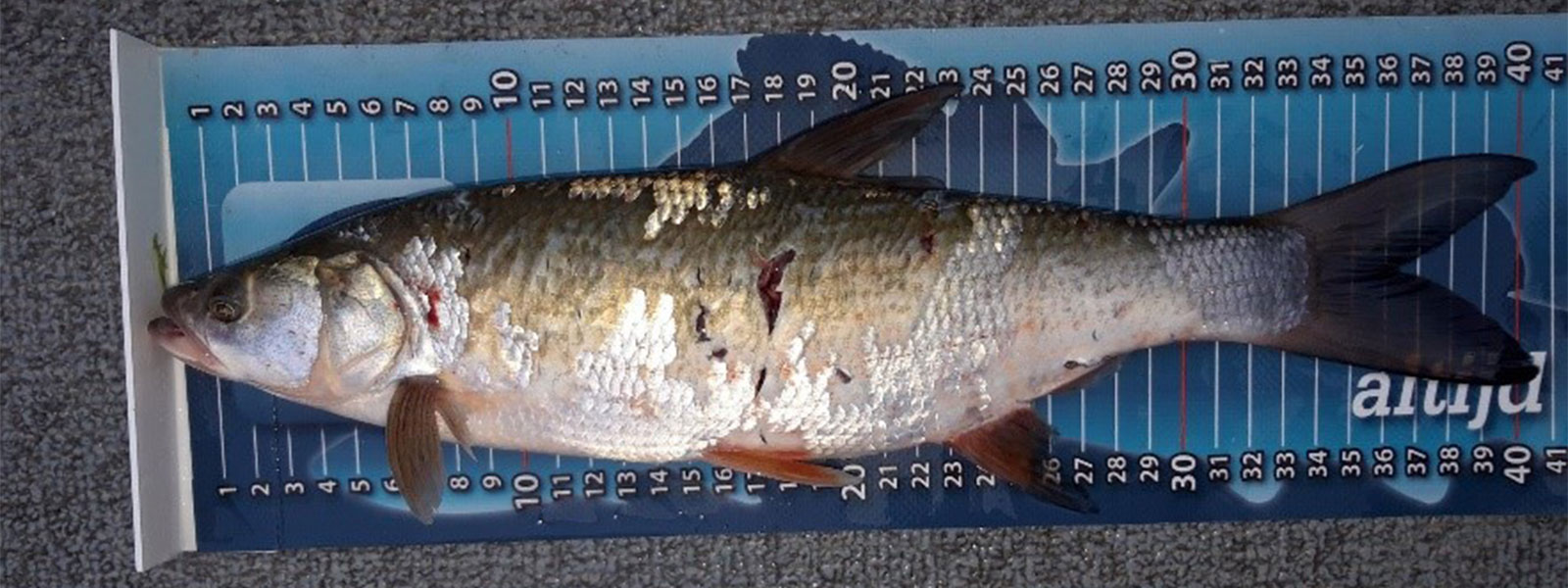 Hechtangeln mit großem Köder