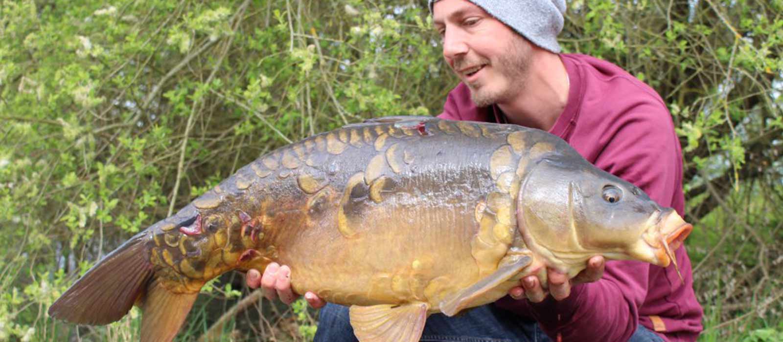 Spiegelkarpfenfang in der Laichzeit