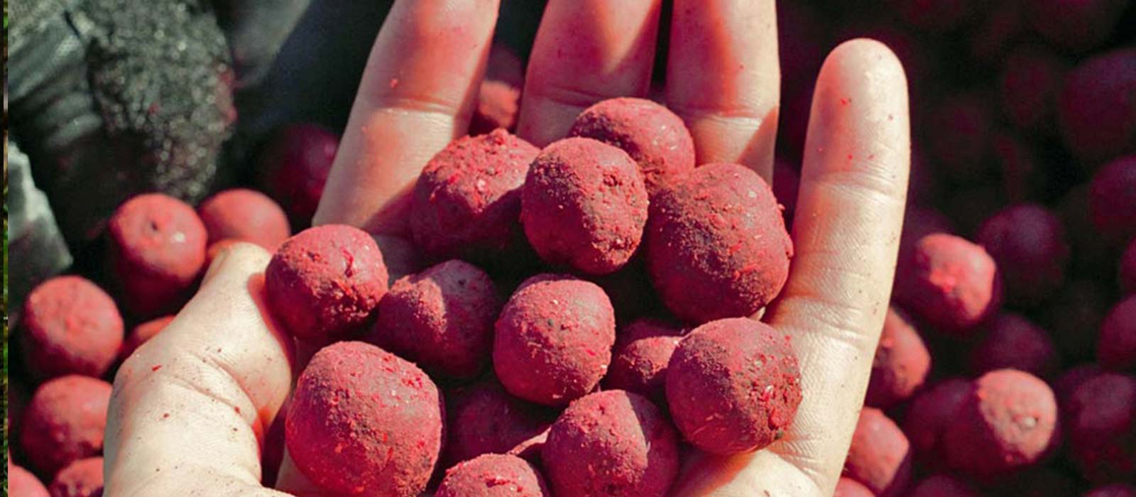 Boilies Vorfüttern großes Gewässer