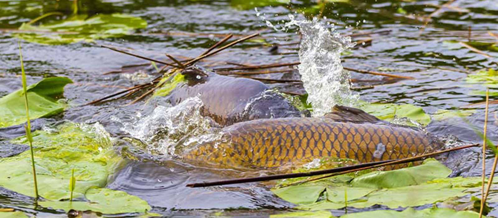 Laichende Wildkarpfen