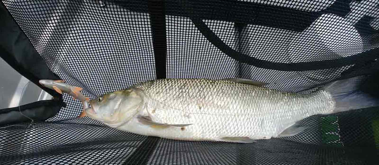 Großer Rapfen auf großen Kunstköder