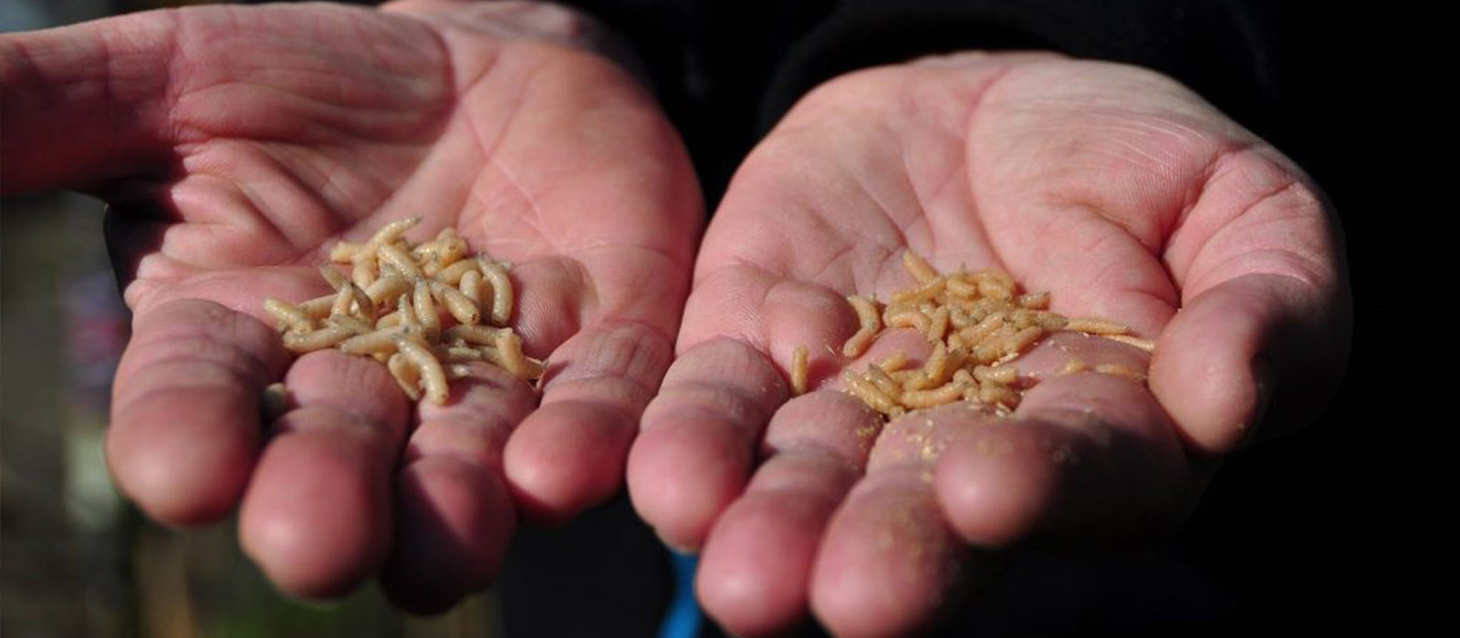 Weißfischangeln im Frühjahr mit Maden