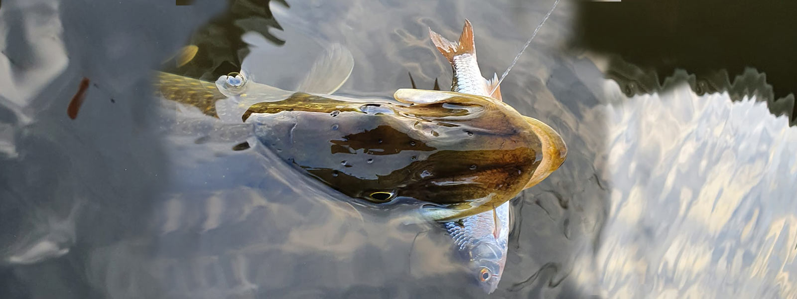 Statisches Angeln mit totem Köderfisch